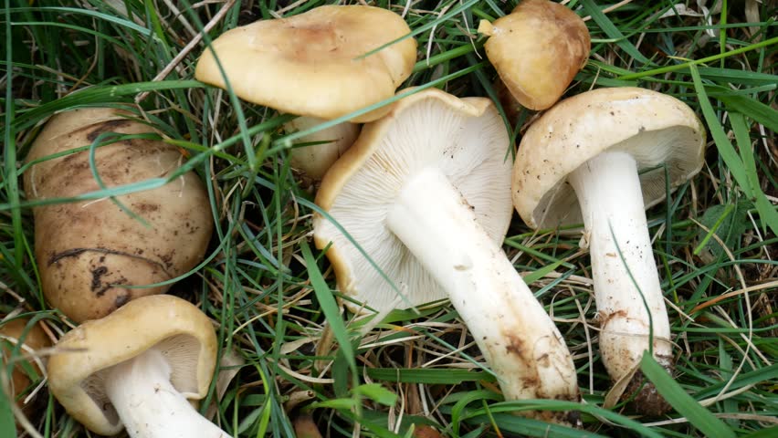 What are the benefits of using the microdosing mushrooms?