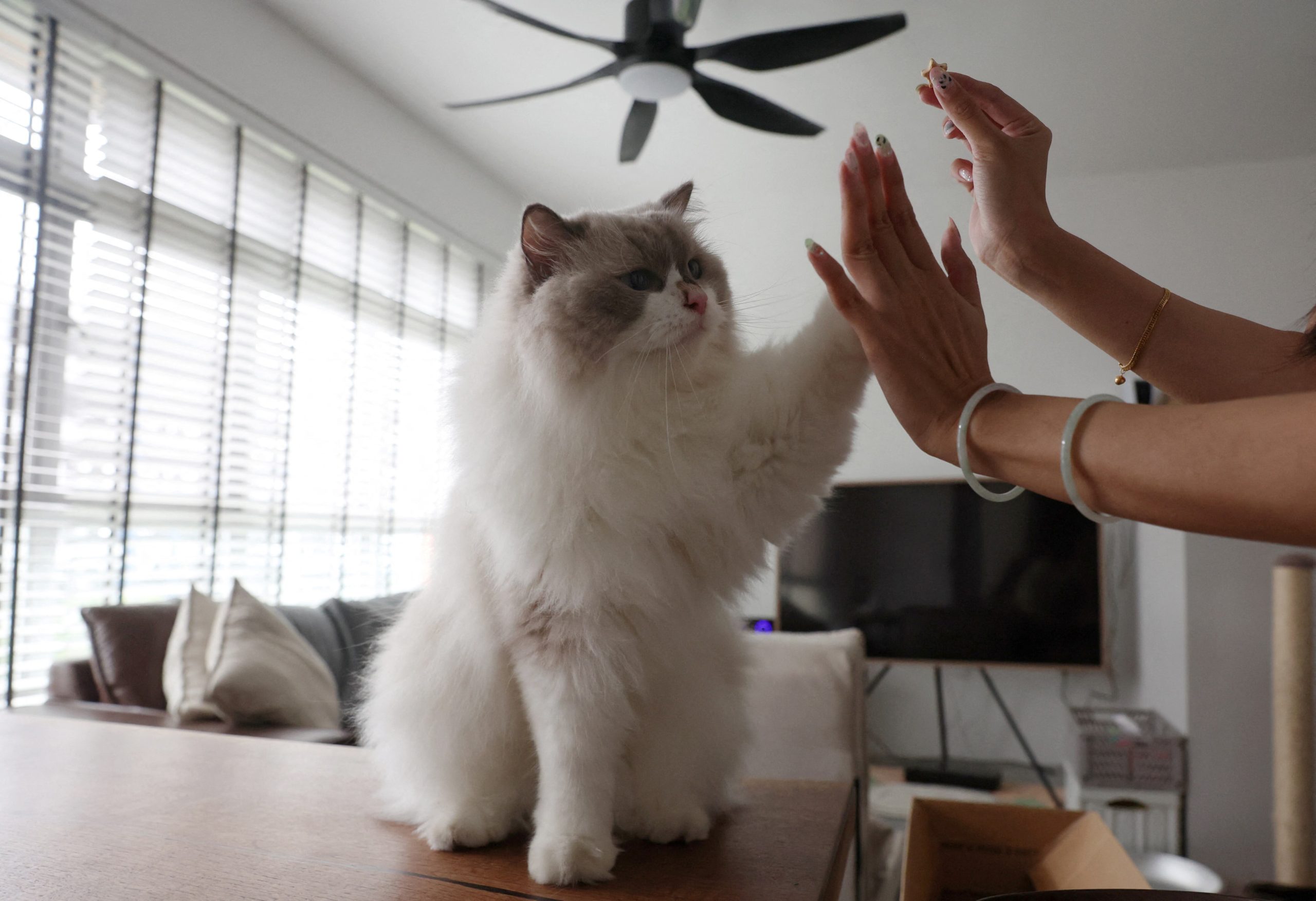 How Cat Import Services Streamline Your pets Overseas relocate